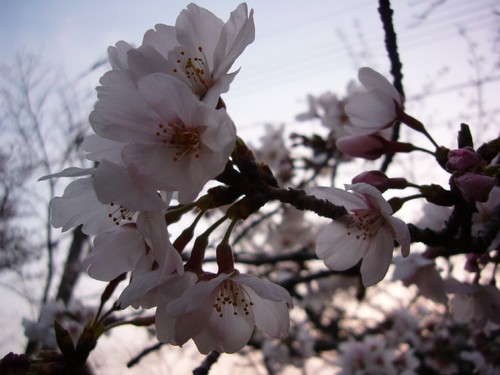近所の桜