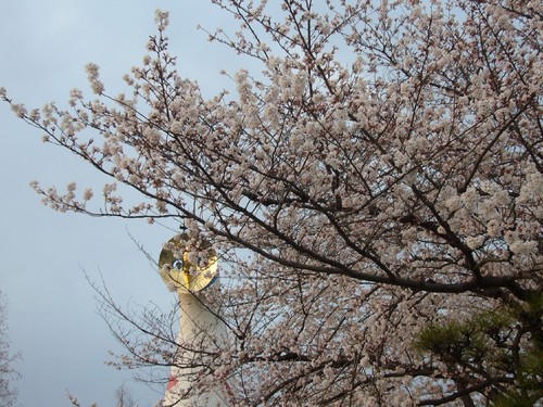 夜桜