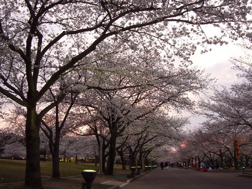 夜桜