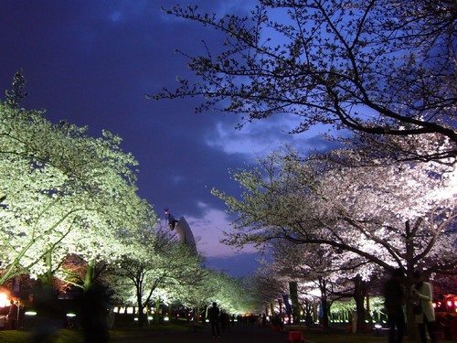 夜桜