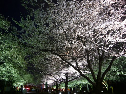 夜桜