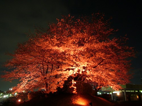 夜桜