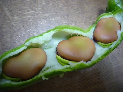 エンドウとソラマメ