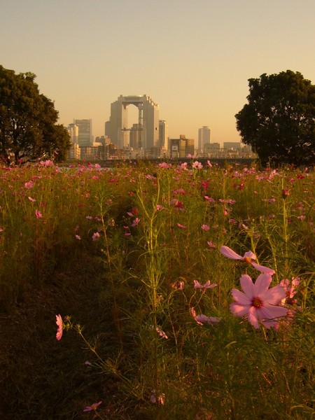 淀川の夕暮れ