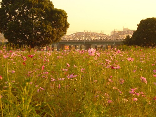 淀川の夕暮れ