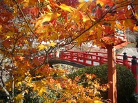 紅葉 2008/12/14 05:00:00