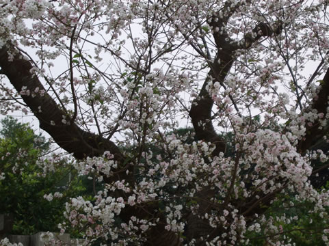 屋冨祖さんの桜２