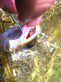 ７月釣果報告、遅っ！