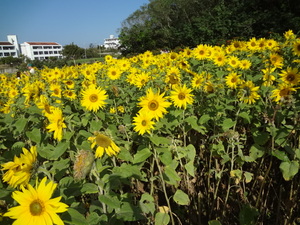 ひまわり畑　向日葵（ヒマワリ）　北中城　沖縄県