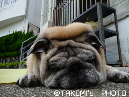 癒し画像　動物　犬　ペット　写真　