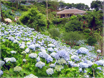 よへなあじさい園