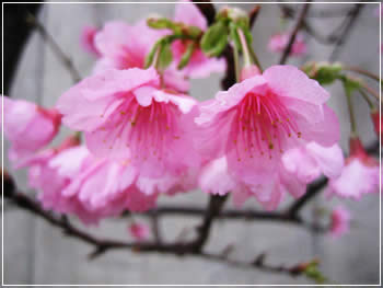 一足早い桜まつり