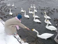 白鳥のエサやり