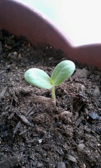 芽が出た 2010/10/29 08:22:20