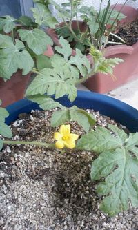 咲いた～咲いた～ 2010/12/05 10:14:37