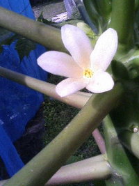 パパイヤの花 2006/02/21 11:11:55
