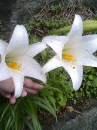 ユリの花が咲いています。 2006/03/18 16:35:46