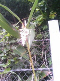 月桃の花！ 2006/05/11 11:27:41