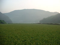 島の朝