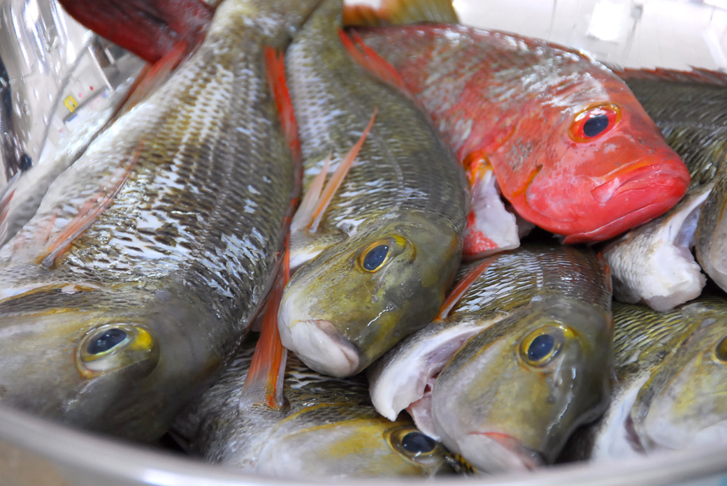 魚2