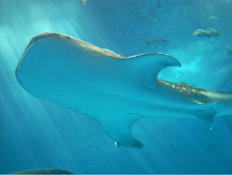 美ら海水族館