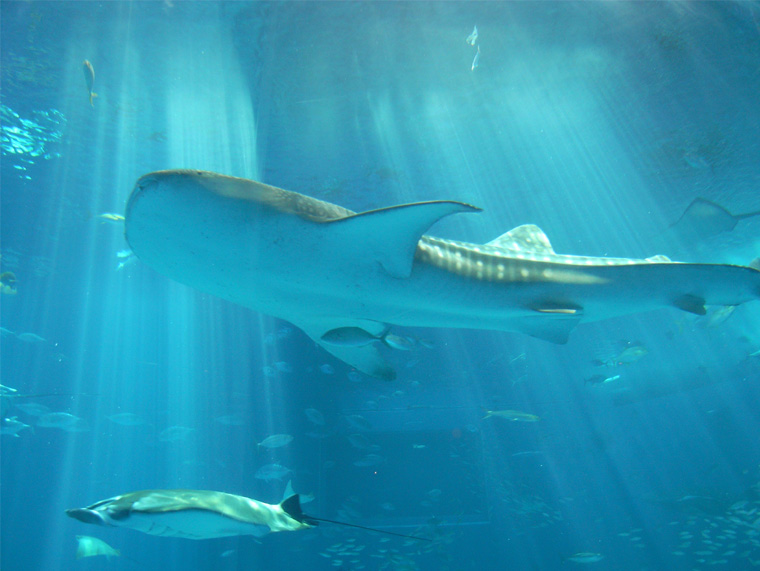 美ら海水族館