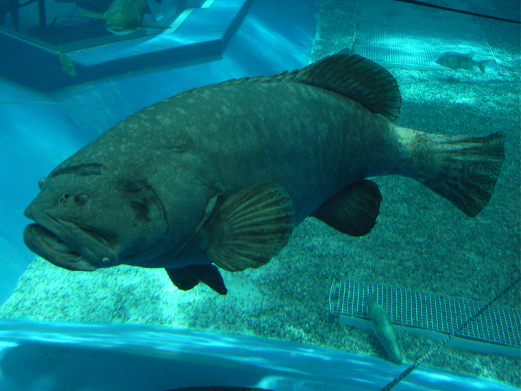 美ら海水族館