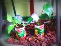 伸びていた観葉植物。