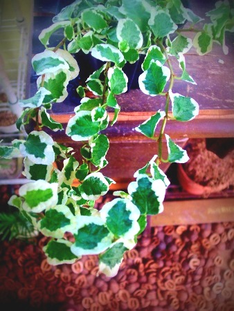 植物に水やり時間。