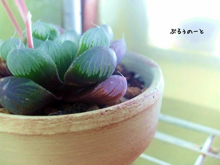 二色の窓の色。