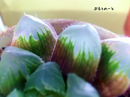 二色の窓の色。