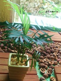100均出身の 緑さん。