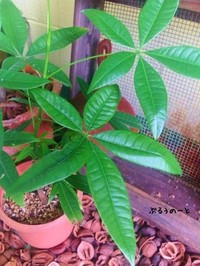 ミニ観葉植物から でっかく。