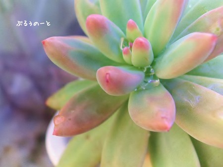 葉先まで ぷっくり。