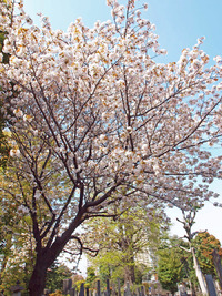 谷中霊園の八重桜：マンスリマンション文京区 2010/04/20 09:16:00
