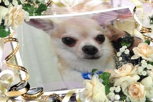 ★初来店★チワワのバビちゃんがトリミングにご来店しました