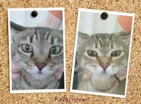 ★ネコのタツマキちゃんとティーダちゃんがトリミングにご来店