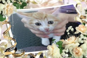★初来店★ネコちゃんがトリミングにご来店下さいました