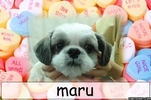 シーズーのまるちゃんがホテル＆トリミングにご来店