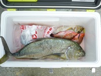 辺野古長島、平島夜釣釣果 2011/05/22 13:14:49