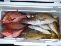 今日は、クチナジ漁に！ 2011/07/21 22:20:04