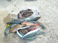 辺野古沖磯長島釣果 2011/06/04 18:01:56