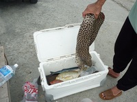 辺野古沖磯平島夜釣り大物釣果 2011/06/19 09:28:12