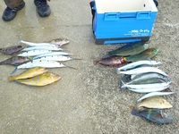 辺野古沖磯長島釣果 2011/06/11 19:39:34