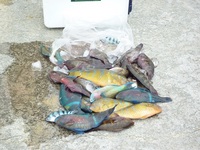 辺野古長島フカセ釣り釣果 2011/05/14 16:53:51