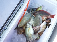 辺野古沖磯　長島・平島釣果！ 2012/01/21 18:26:58