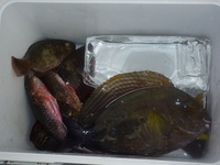 辺野古沖磯、安部先、長島１番釣果 2011/10/13 18:31:25