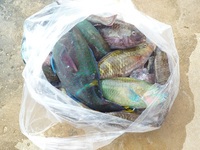 辺野古沖磯、安部先、長島１番釣果 2011/10/22 18:26:46