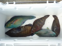 辺野古沖磯、平島、キャンプシュワーブ前釣果！ 2011/10/23 17:50:38