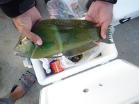 辺野古沖磯、安部先、長島釣果！ 2011/11/23 19:09:34